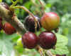 schwarze_johannisbeeren8387inidiaCL.JPG (57560 Byte)