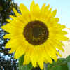 sonnenblume2805inidiaCL200709.jpg (277363 Byte)